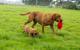 Labrador Retriever dogs for sale: KC Registered Fox Red Labrador Puppies  - Image 1
