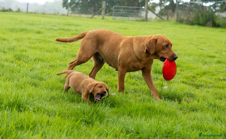 Labrador Retriever dogs - Advert 1