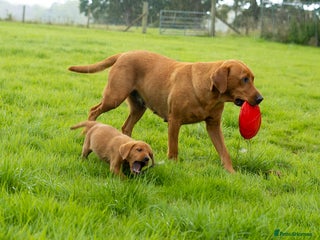 Labrador Retriever dogs - Advert 6