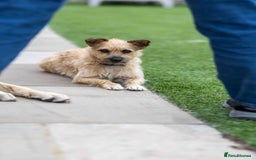 Mixed Breed dogs for adoption: Livvy - Image 15