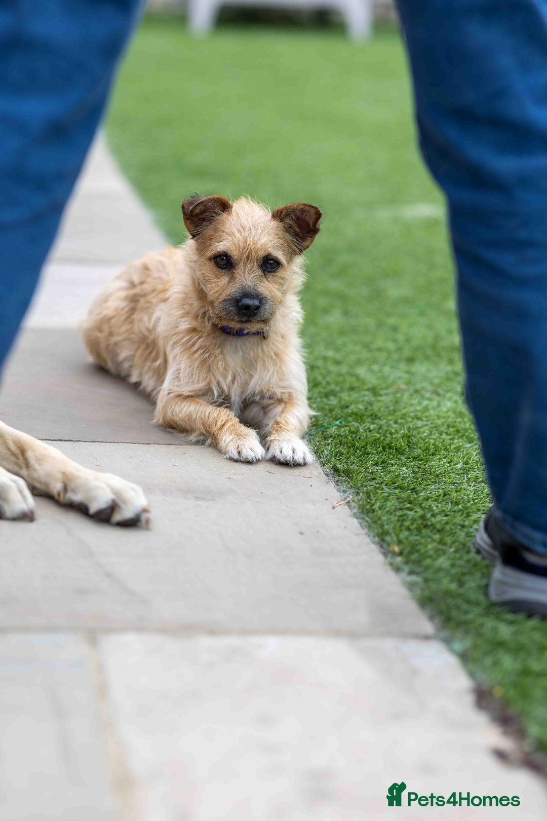 Mixed Breed dogs for adoption: Livvy - Image 15
