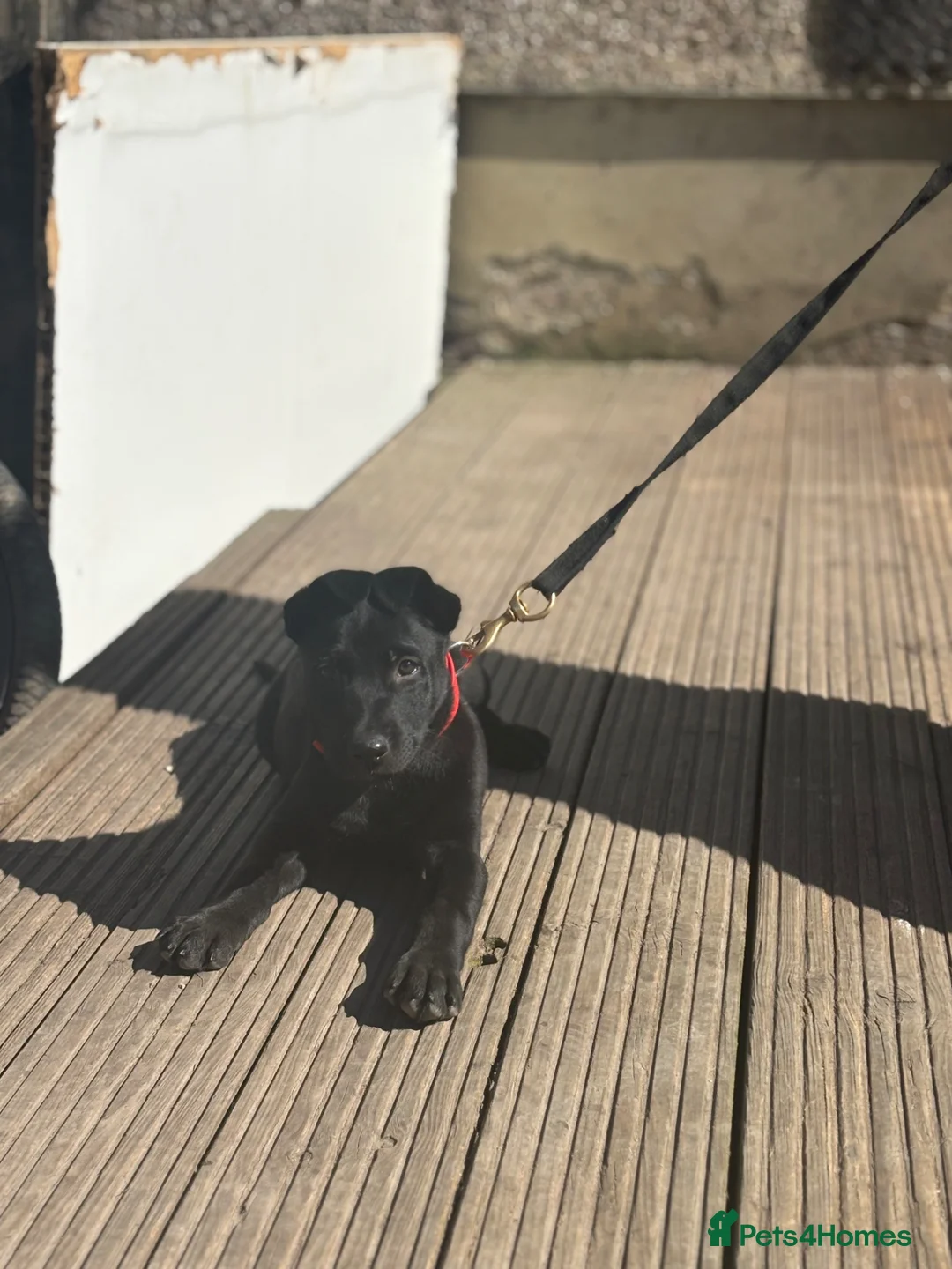 Mixed Breed dogs for sale: Female Mali x Gsd  - Advert 2