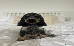 Cocker Spaniel dogs for sale: KC registered Show Type Cocker Spaniels - Image 6