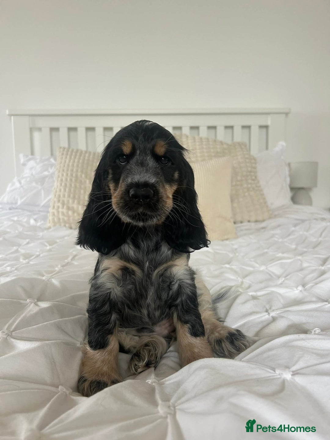Cocker Spaniel dogs for sale: KC registered Show Type Cocker Spaniels - Image 6