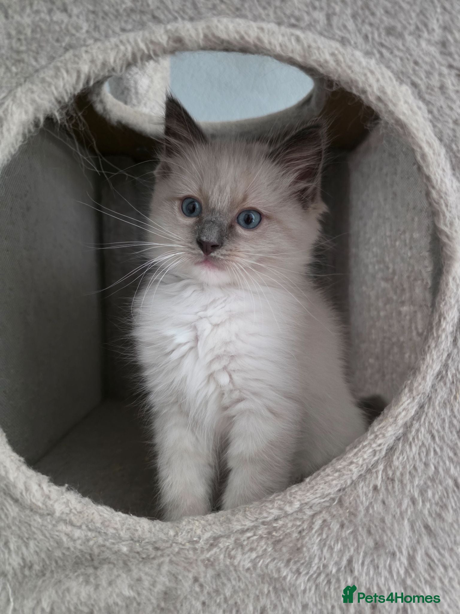 Ragdoll cats Pure Rgdoll Kitten. One left !  - Advert 2