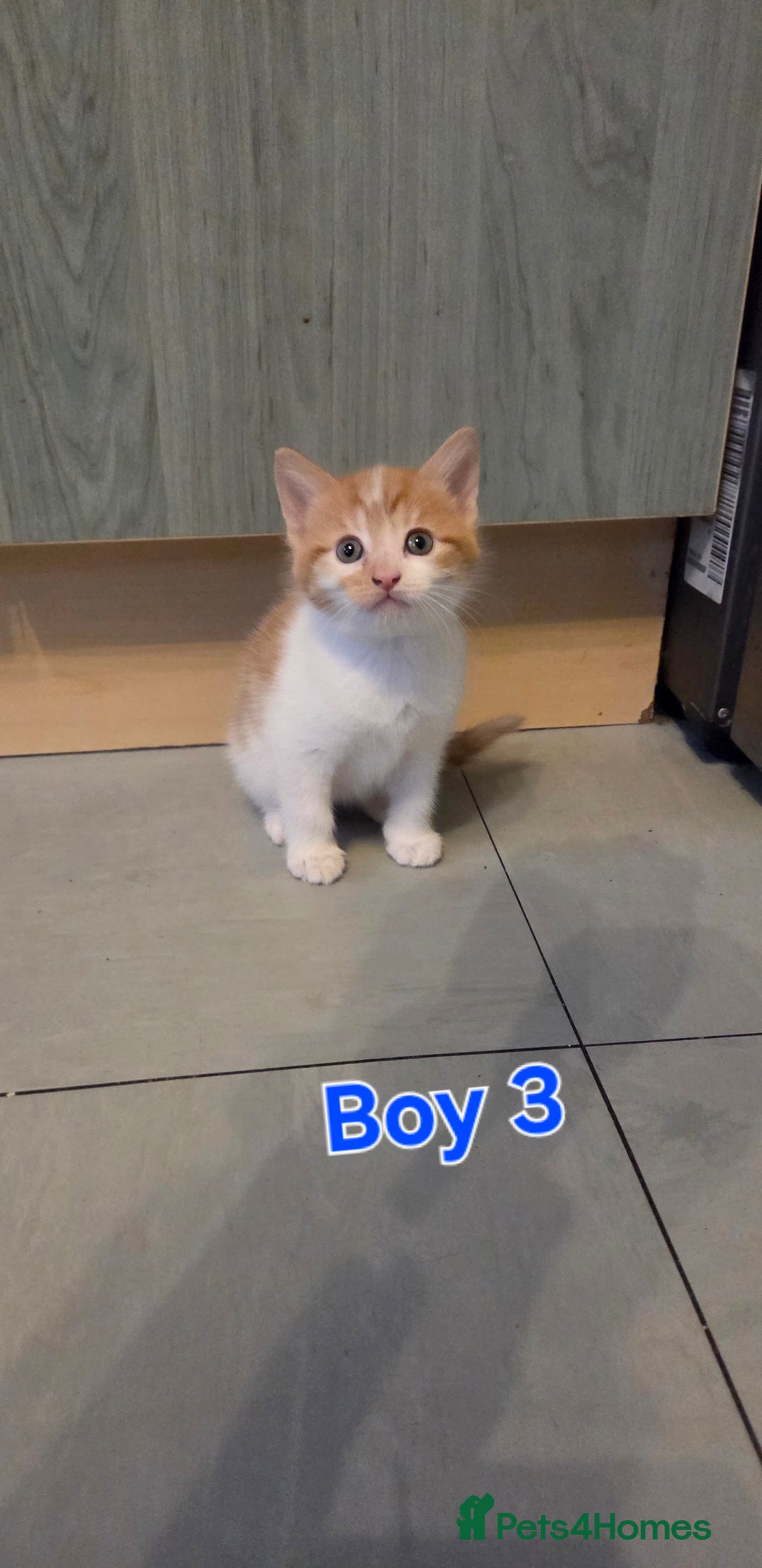 Mixed Breed cats for sale: Three little boys  - Advert 3