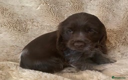 Cocker Spaniel dogs for sale: Adorable show cocker puppies - Image 15