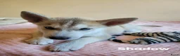 Siberian Husky dogs for sale: 💙♥️ 7 puppies looking for forever home ♥️💙 in Newcastle - Advert 20