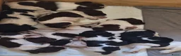 English Springer Spaniel dogs for sale: KC Working Springer Spaniel Puppies Great Pedigree - Advert 5