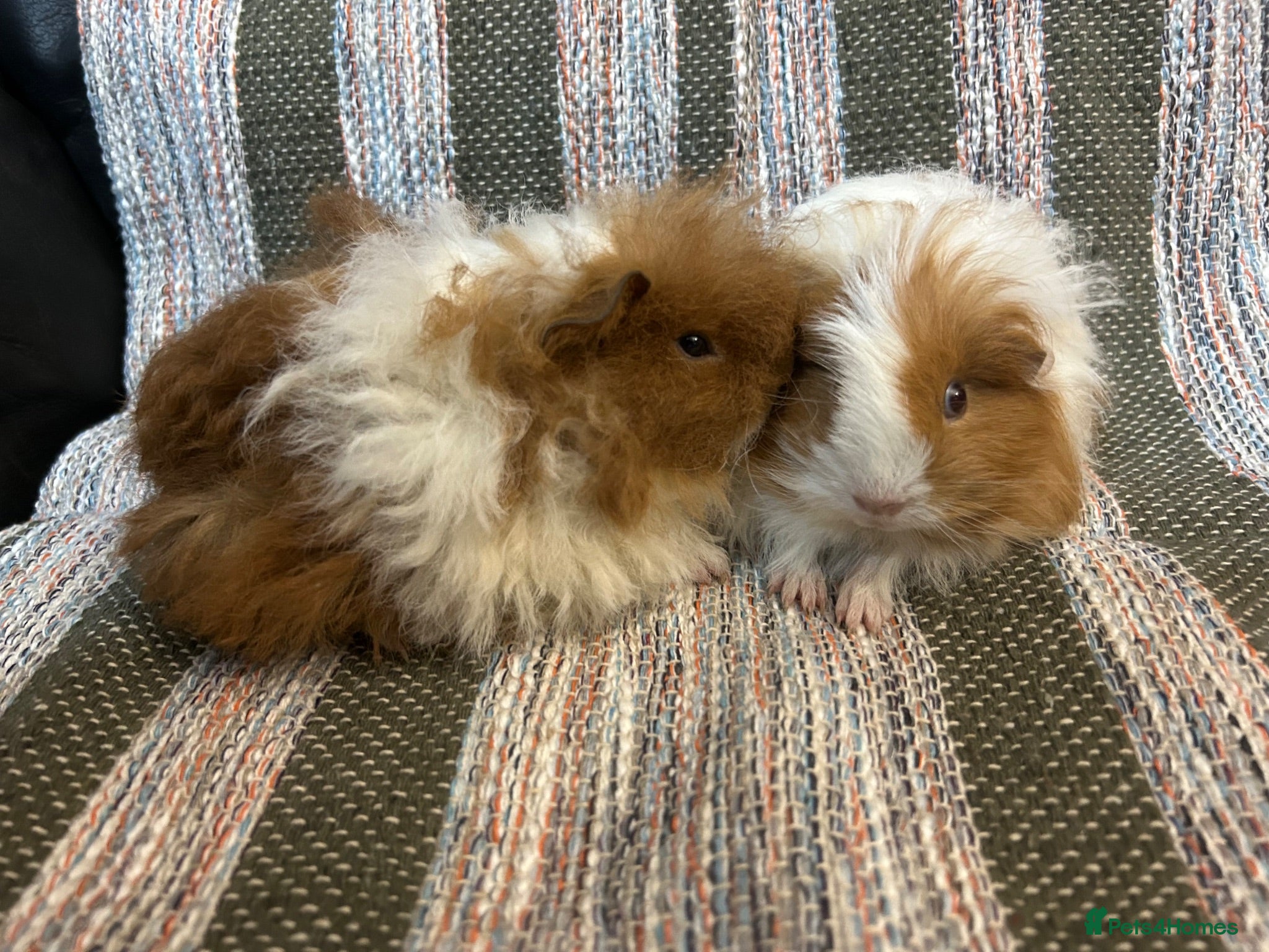Guinea Pig rodents Baby Guinea pigs  - Advert 1