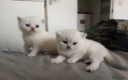 Scottish Fold cats for sale: Scottish straight boy and girl - Image 3