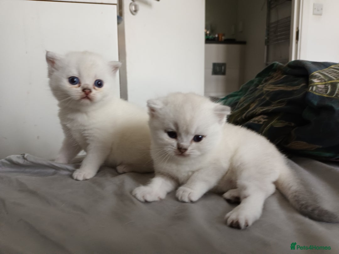 Scottish Fold cats for sale: Scottish straight boy and girl - Image 3