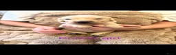 Golden Retriever dogs for sale: Golden retriever puppies  - Advert 3