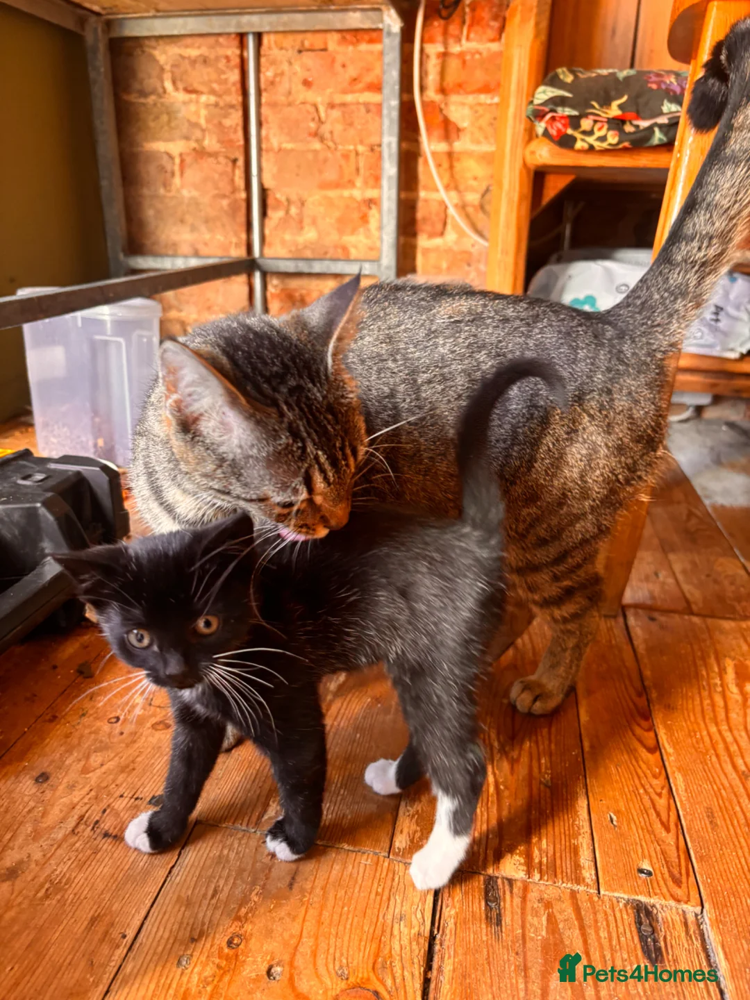 British Shorthair cats for sale: Friendly small female kitten  - Advert 7