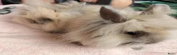 Lionhead rabbits for sale: Lion head female lady baby and madam fig - Advert 3