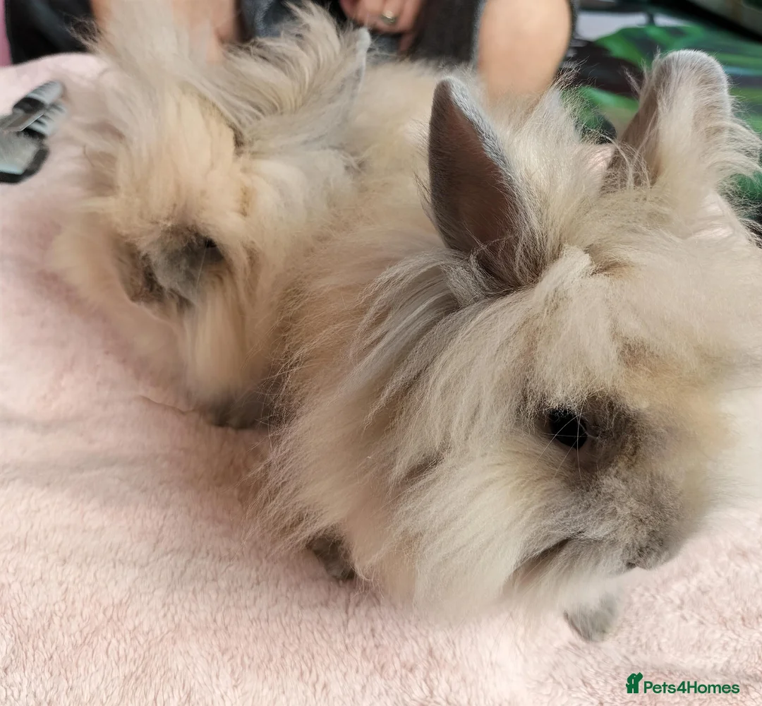 Lionhead rabbits for sale: Lion head female lady baby and madam fig - Advert 3