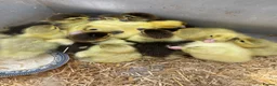 Ducks poultry for sale: Baby ducks  in London - Advert 2