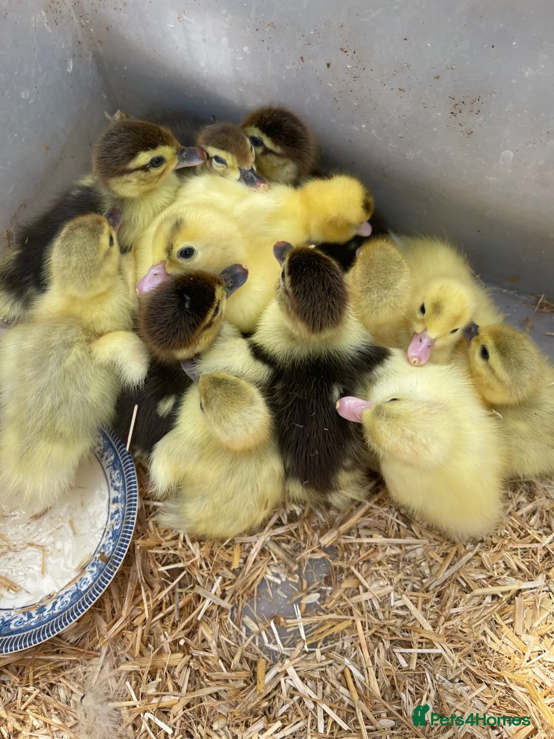 Ducks poultry for sale: Baby ducks  in London - Advert 2