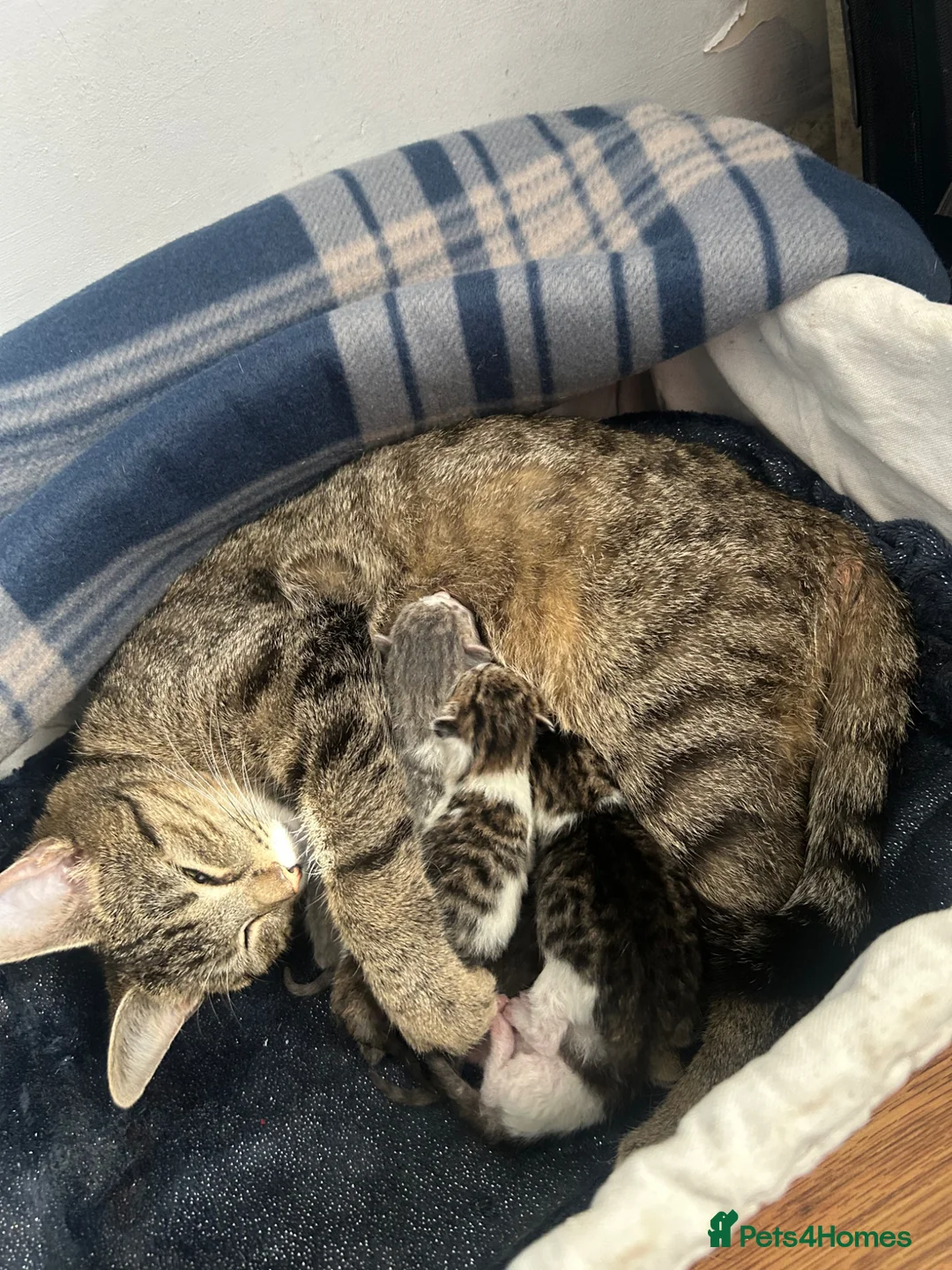 Mixed Breed cats for sale: Four Beautiful Kittens in Birmingham - Advert 1