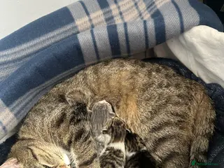 Mixed Breed cats Four Beautiful Kittens - Advert 1