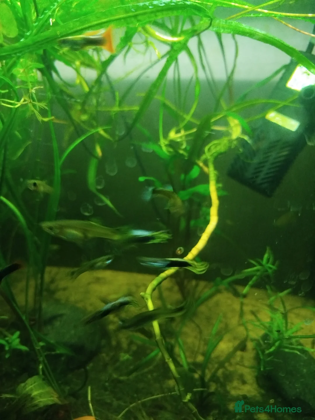 Live Bearers fish for sale: Guppys and Plattys  - Advert 4