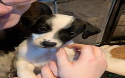 Mixed Breed dogs for sale: F1 jackcain  - Advert 4