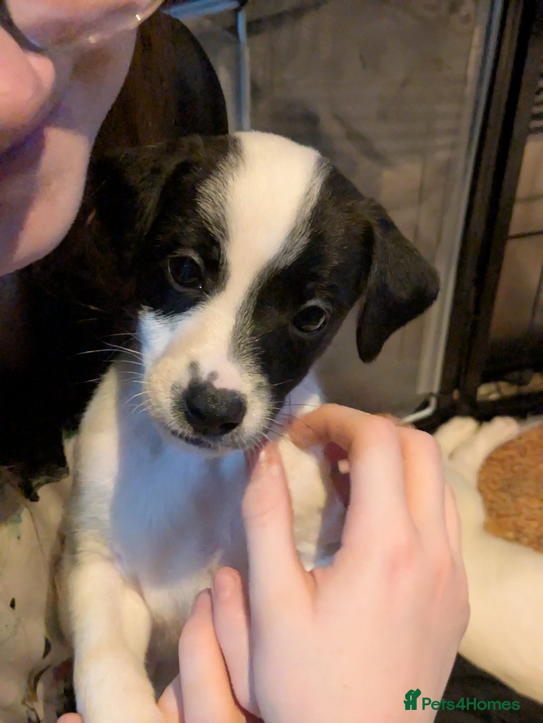 Mixed Breed dogs for sale: F1 jackcain  - Advert 4