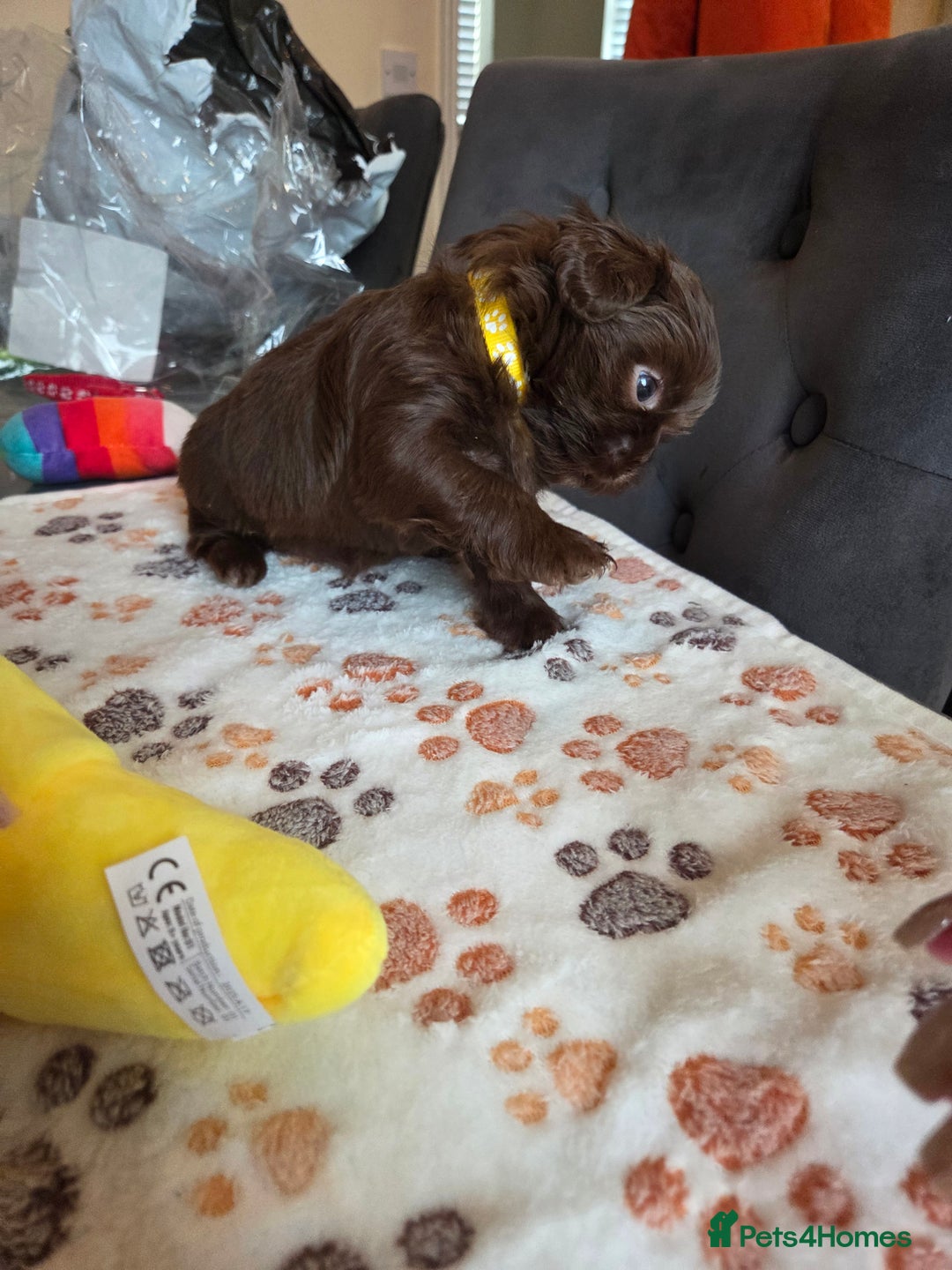 Shih Tzu dogs for sale: Shih Tzu Puppies For Sale  - Advert 29