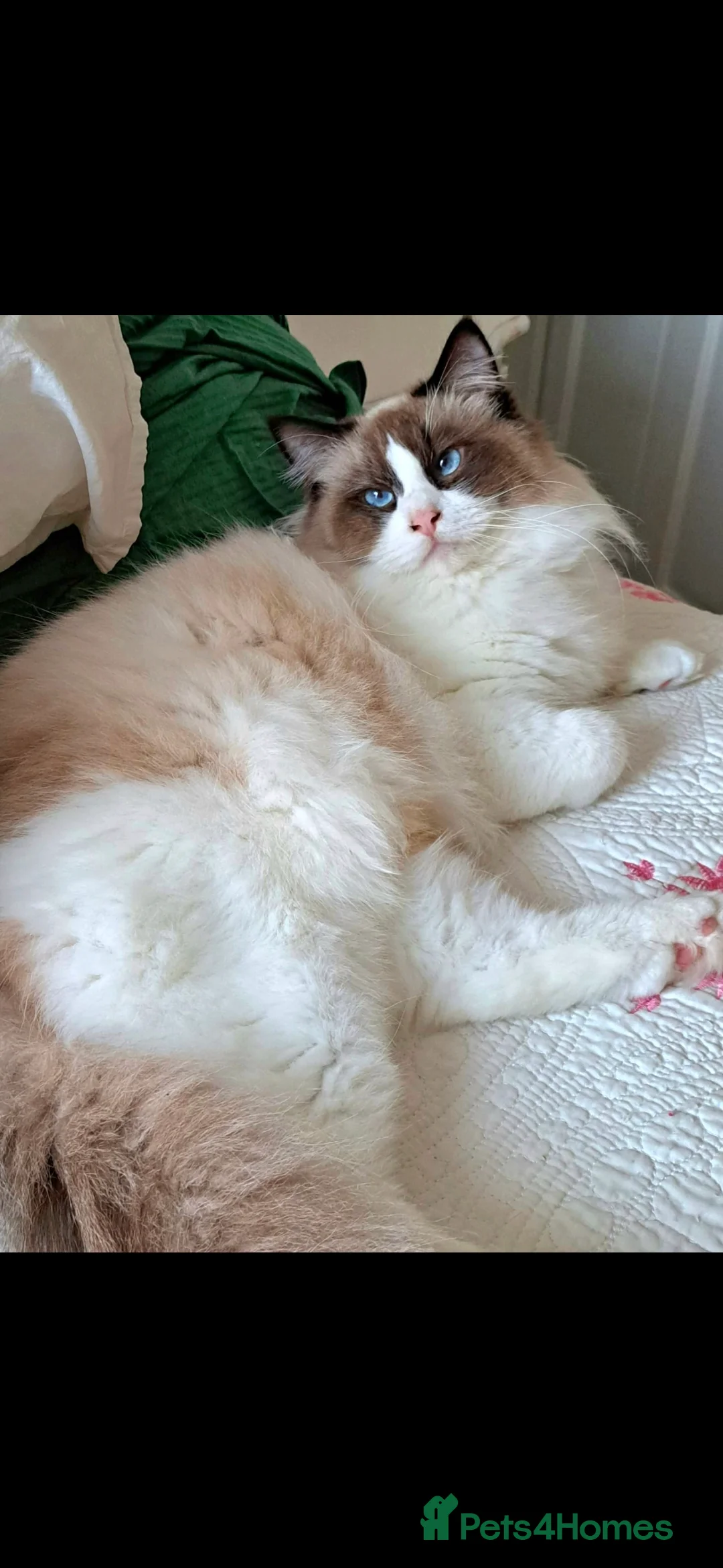 Ragdoll cats for sale: Premium Seal Bicolour  Ragdoll Boys 💖💖💖 - Advert 2
