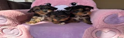Yorkshire Terrier dogs for sale: Toy Yorkshire terrier puppies  - Advert 6