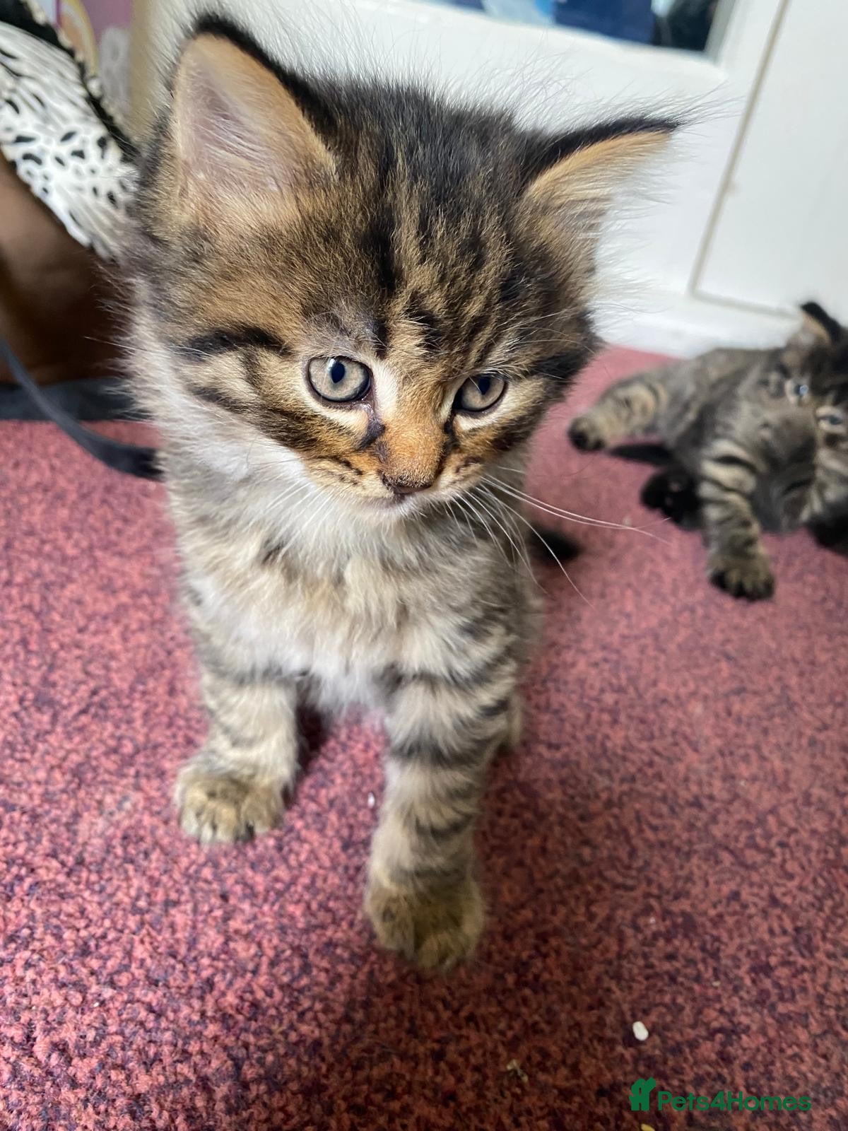 Siberian cats for sale: ADORABLE SIBERIAN X RUSSIAN BLUE MIX - Advert 4
