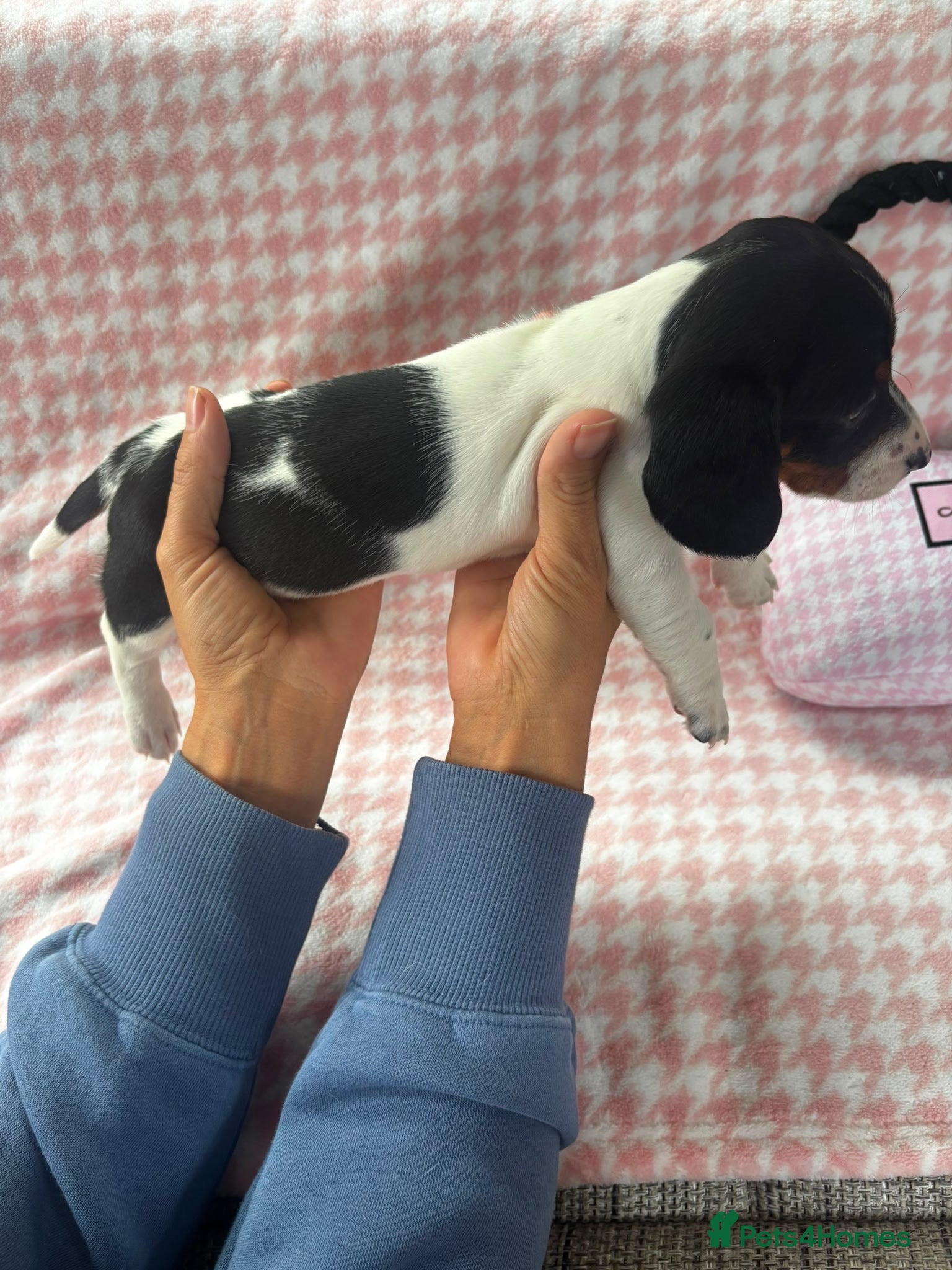 Miniature Dachshund dogs for sale: Miniature dachshund puppies - Advert 20
