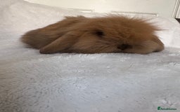 Mini Lion Lop rabbits for sale: Gorgeous fluffy little mini lion lop baby bunny’s  - Advert 7