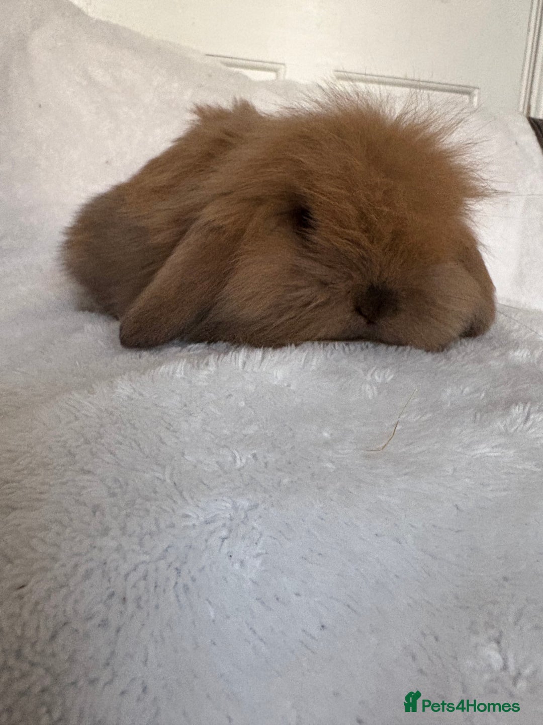 Mini Lion Lop rabbits for sale: Gorgeous fluffy little mini lion lop baby bunny’s  - Advert 7