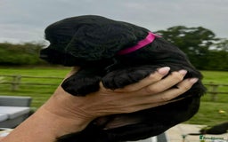 Cocker Spaniel dogs for sale: Cocker Spaniel Purebred Puppies Bitches available - Image 19