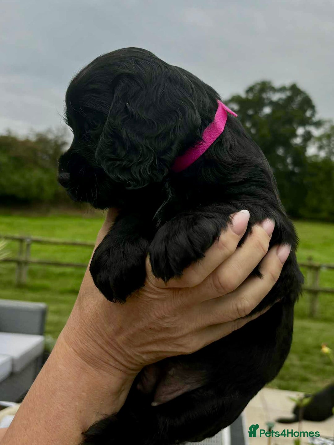 Cocker Spaniel dogs for sale: Cocker Spaniel Purebred Puppies Bitches available - Image 19