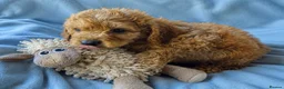 Mini Goldendoodle dogs for sale: ❤️ Beautiful Red & Gold Mini Goldendoodle Puppies  - Advert 11