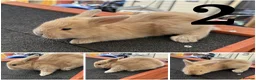 Continental Giant rabbits for sale: Gorgeous Conti/French Lop Bunnies ♥️ - Advert 3