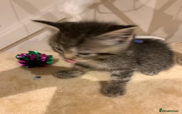 Mixed Breed cats for sale: Mixed Himalayan - Image 30