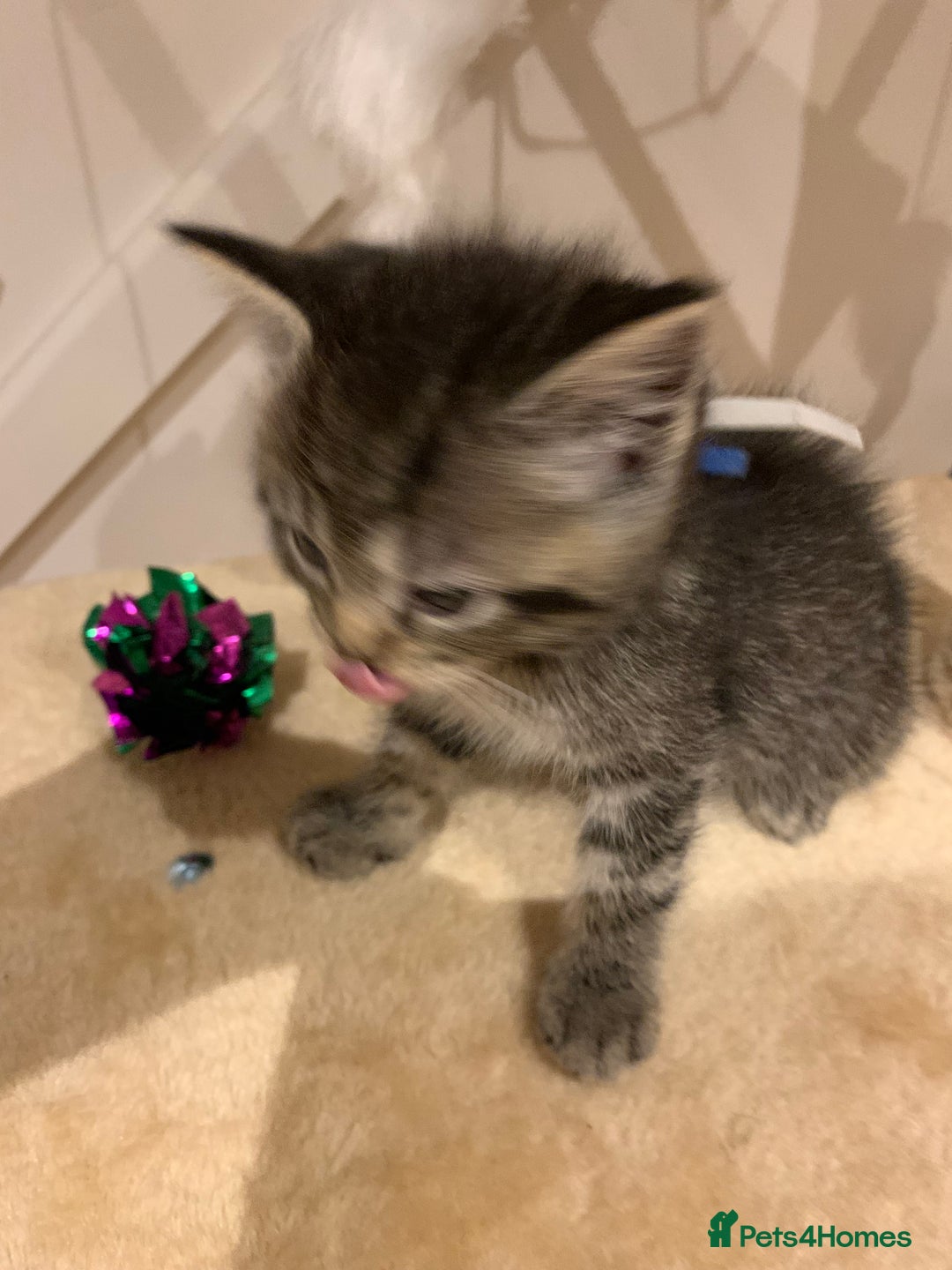 Mixed Breed cats for sale: Mixed Himalayan - Image 30