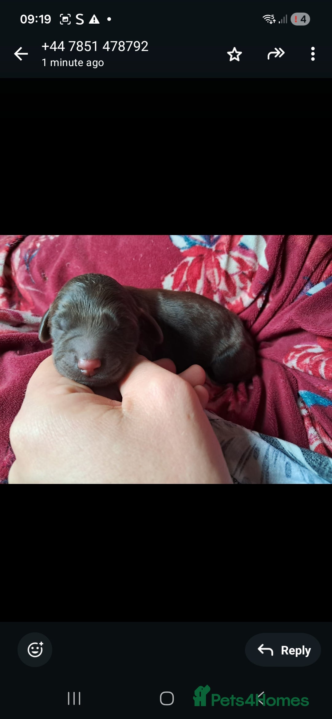 Toy Poodle dogs for stud: PROVEN Chocolate merle toy poodle in Leighton Buzzard - Advert 8