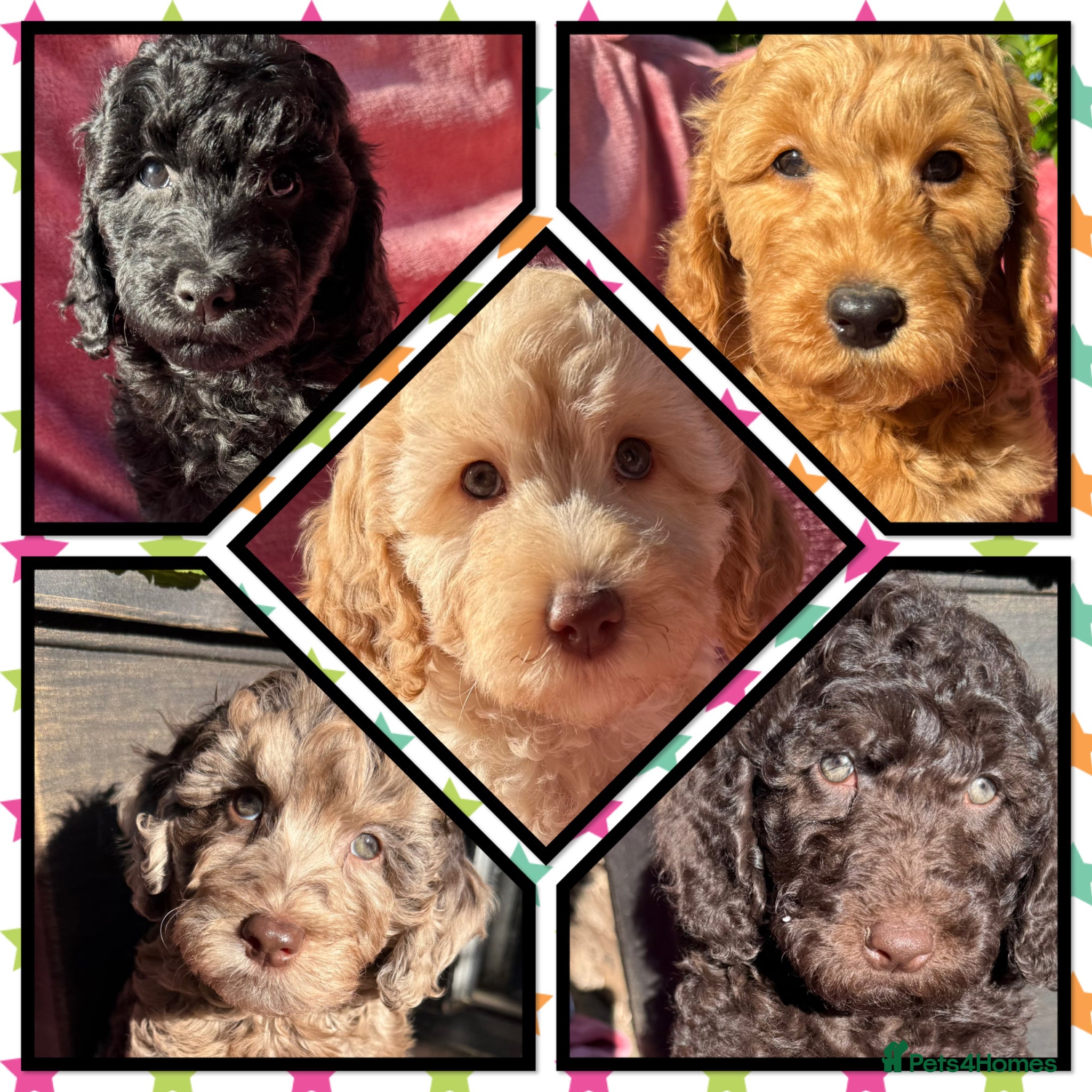 Labradoodle dogs 🌈READY NOW/THERAPY/ASSISTANCE PUPS IN TRAINING🌈 - Advert 1