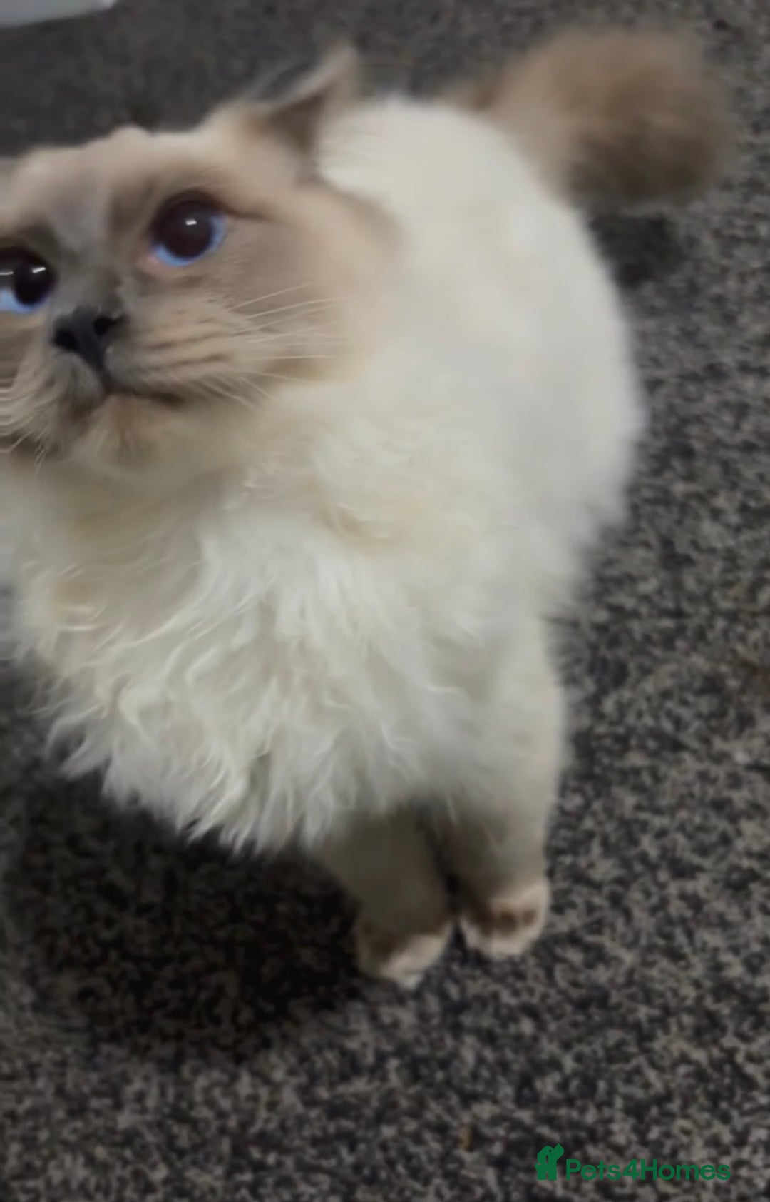 Ragdoll cats for sale: Ragdool for sale urgent  - Advert 2