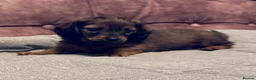 Dachshund dogs for sale: Miniature longhair dachshunds for sale - Advert 17