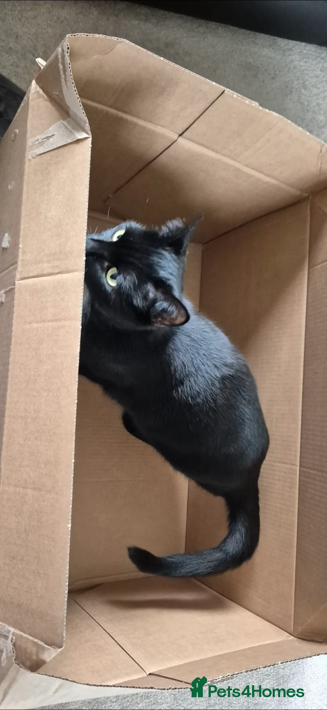 British Shorthair cats for sale: Black Domestic Shorthair - 1 1/2yrs in Walsall - Advert 3