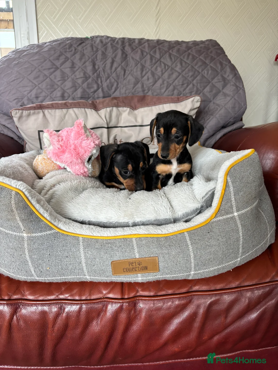 Jackshund dogs for sale: Jackrussel x dachshund puppies  - Advert 5