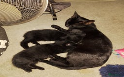 Mixed Breed cats for sale: 2 Black kittens  - Image 5
