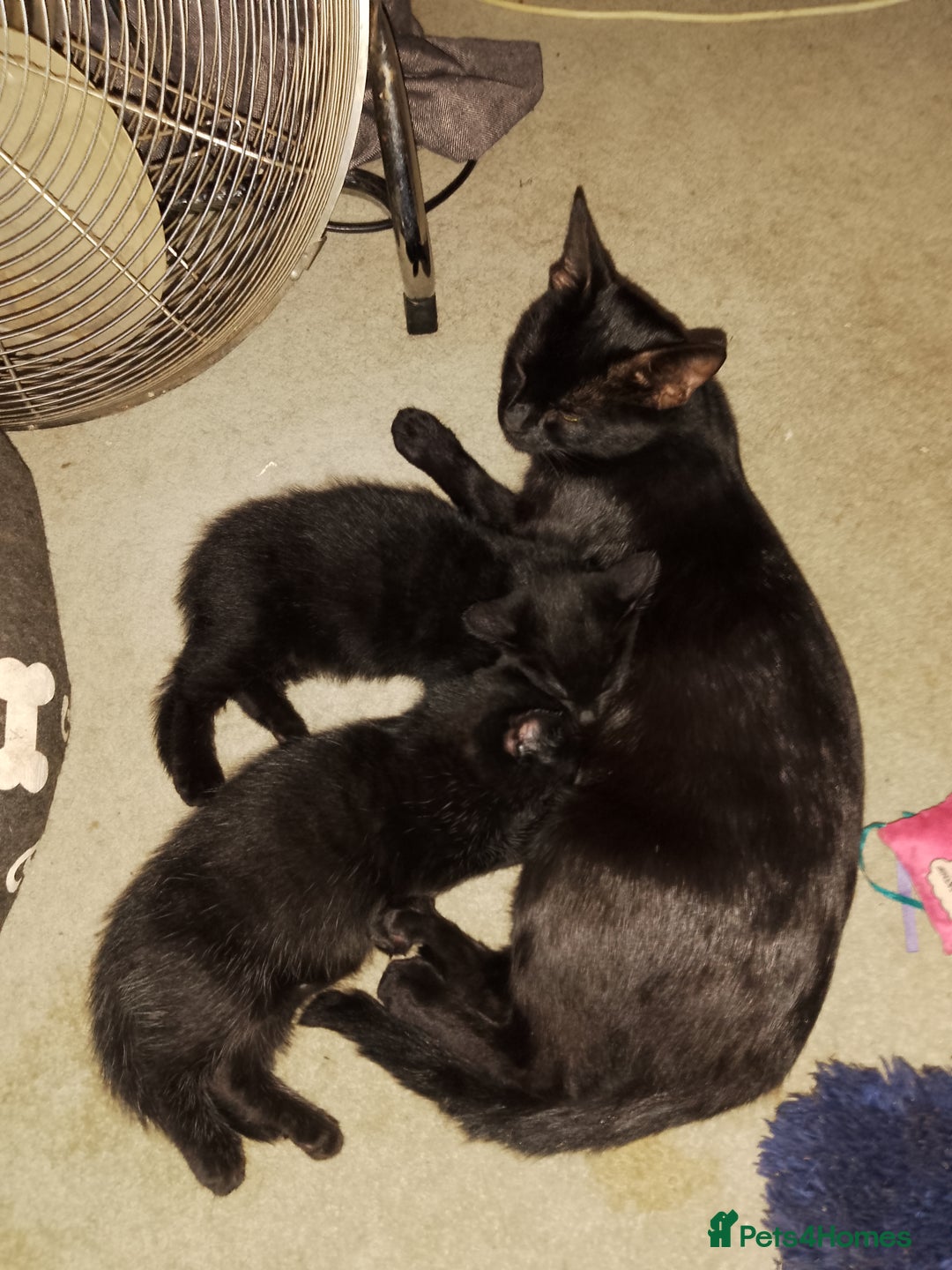 Mixed Breed cats for sale: 2 Black kittens  - Image 5