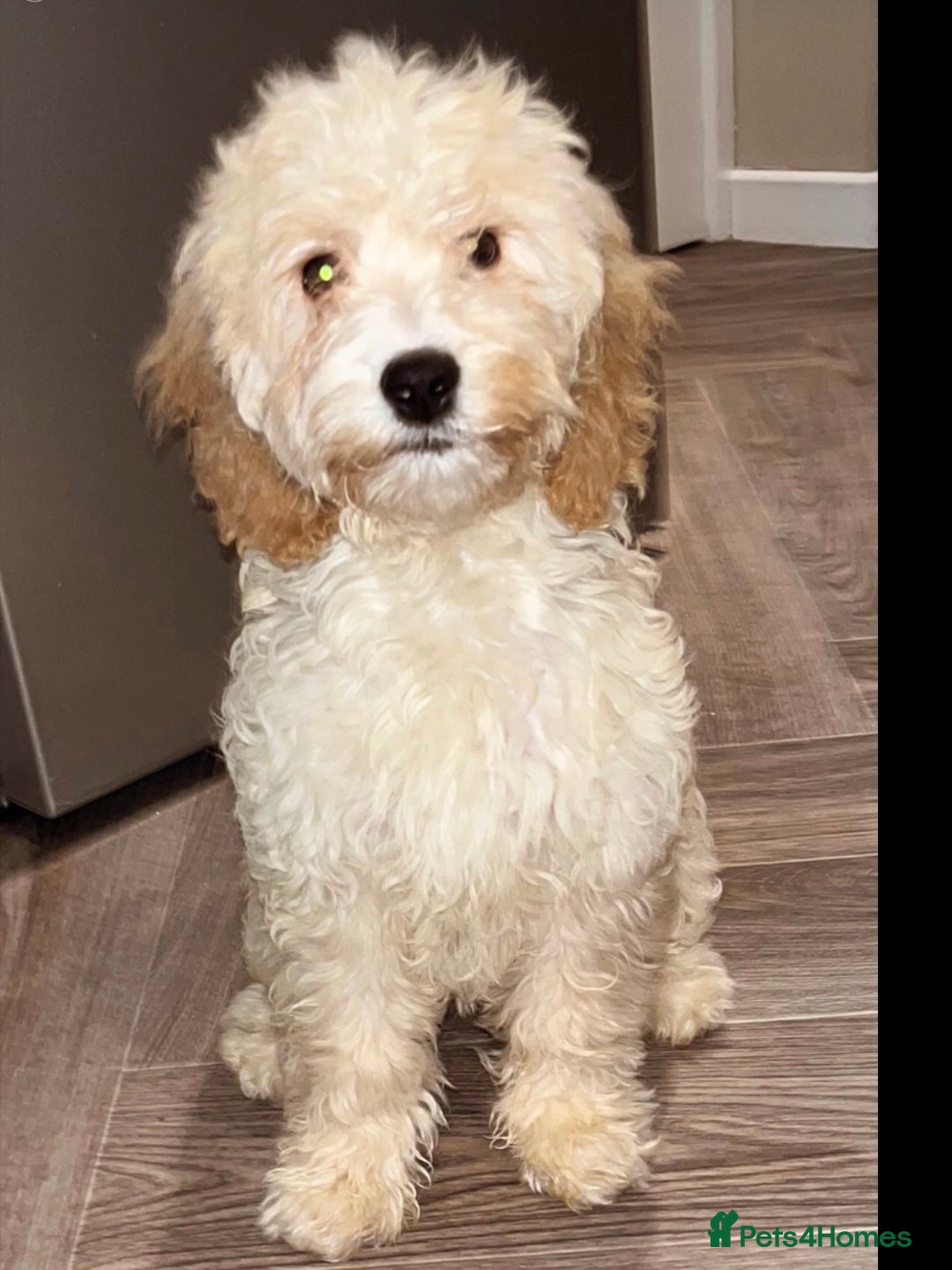 Cockapoo dogs for sale: Toy cockapoo - Advert 2