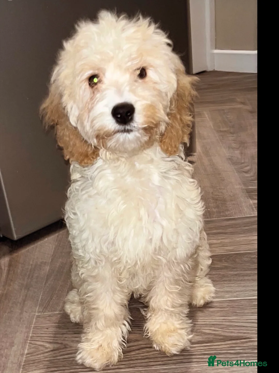 Cockapoo dogs for sale: Toy cockapoo is in NORTHERN IRELAND  - Advert 2